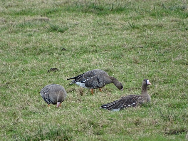 其长期发展 其长期发展
